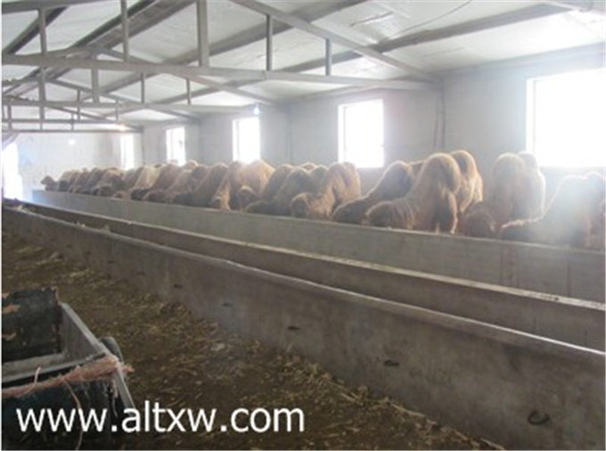 靓丽女性:奶驼养殖户—海尼•夏玛力的创业之路