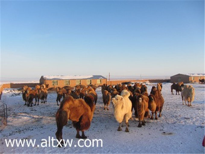 靓丽女性:奶驼养殖户—海尼•夏玛力的创业之路
