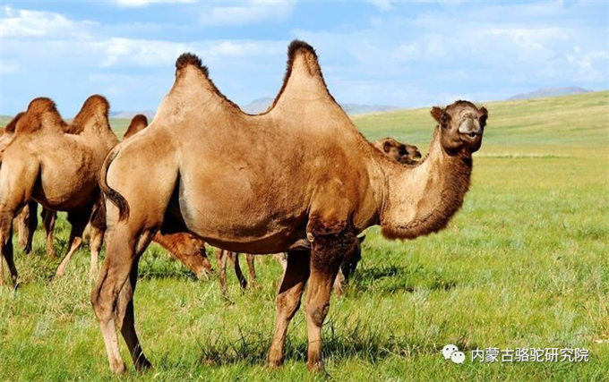 中新社丨新疆六十年：“沙漠之舟”的嬗变