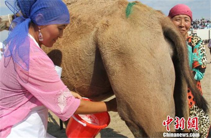 中新社丨新疆福海“千峰骆驼挤奶大赛”创大世界基尼斯纪录