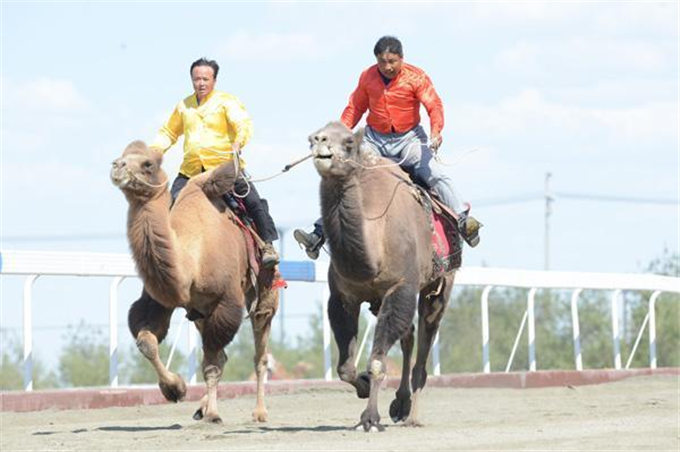 从交通工具到浑身是宝 新疆骆驼走上产业发展之路