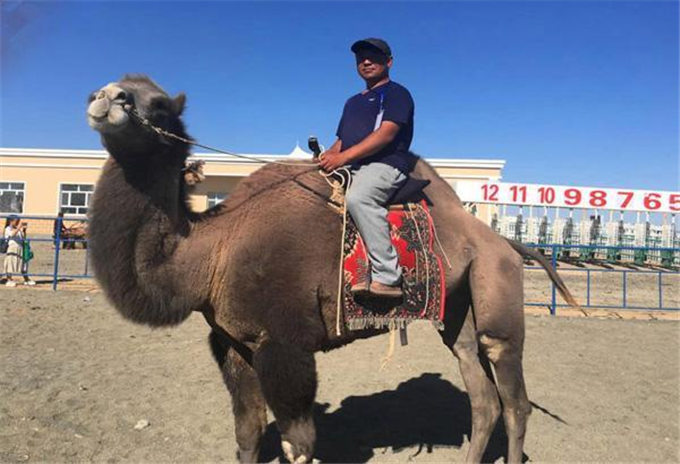 从交通工具到浑身是宝 新疆骆驼走上产业发展之路