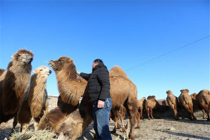 从交通工具到浑身是宝 新疆骆驼走上产业发展之路