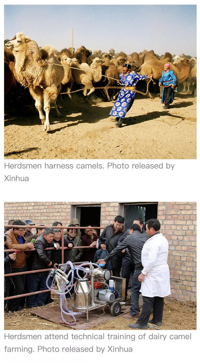 【特稿】新华社英文客户端：骆驼奶，奶业市场的新秀
