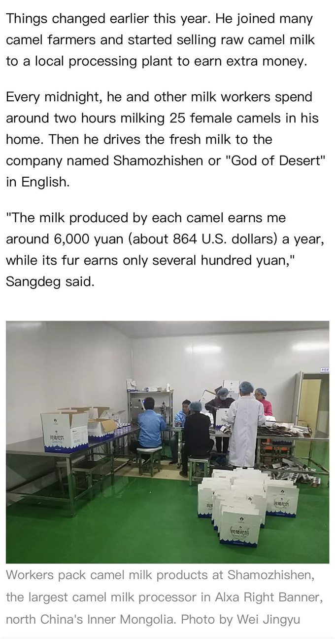 【特稿】新华社英文客户端：骆驼奶，奶业市场的新秀