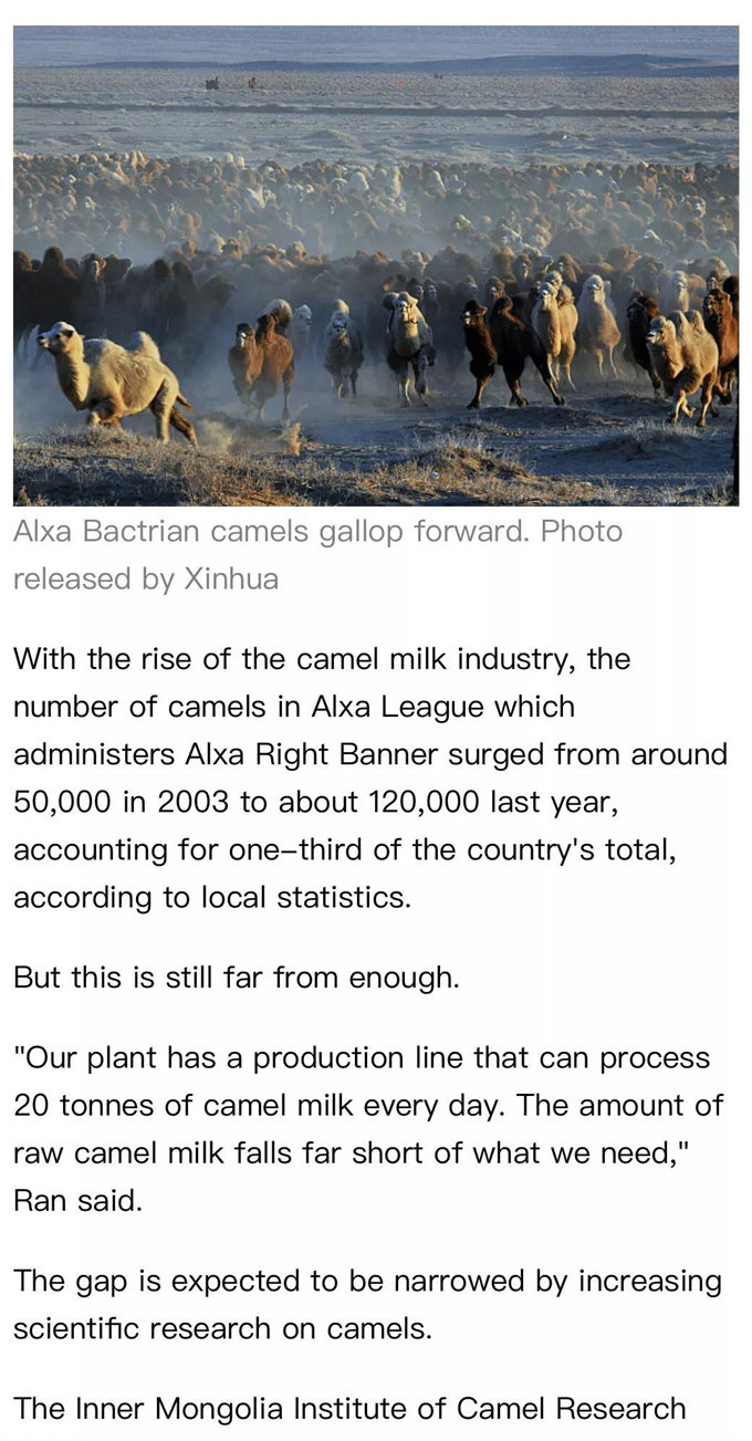 【特稿】新华社英文客户端：骆驼奶，奶业市场的新秀