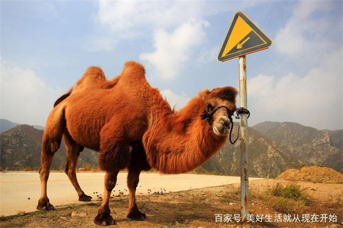 【特稿】新华社英文客户端：骆驼奶，奶业市场的新秀