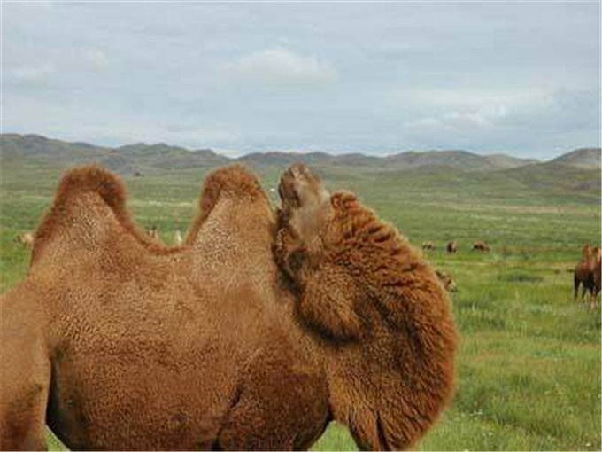 【特稿】新华社英文客户端：骆驼奶，奶业市场的新秀