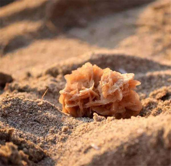 沙漠里玫瑰可以摘，但是西瓜绝不能摘！连当地人都不敢靠近