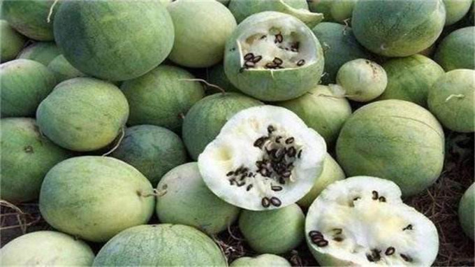 沙漠里玫瑰可以摘，但是西瓜绝不能摘！连当地人都不敢靠近