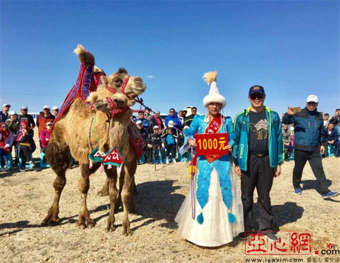 亚心网丨新疆福海县举行首届骆驼“选美”大赛
