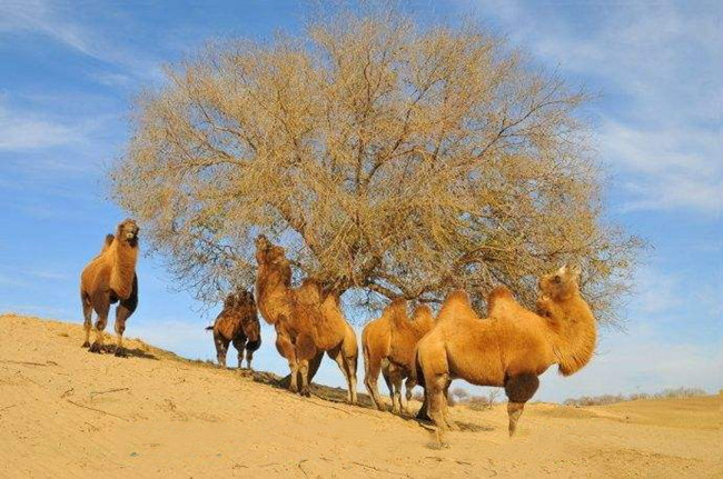 长喝驼奶对肠道有什么好处