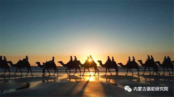 新疆日报丨骆驼产业圆了福海群众脱贫梦