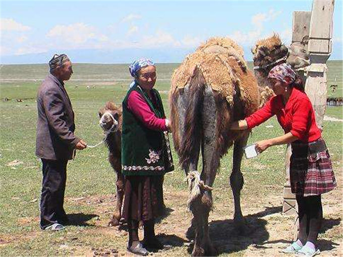 新疆日报丨骆驼产业圆了福海群众脱贫梦