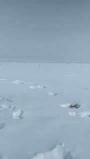 骆驼奶到底为什么这么珍贵？