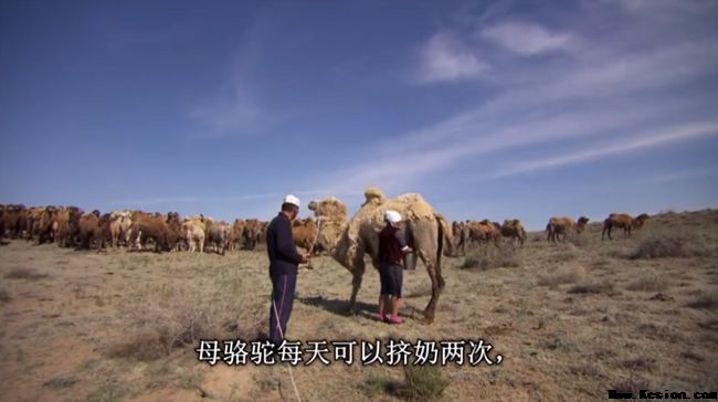 骆驼奶对人体更多好处正在被