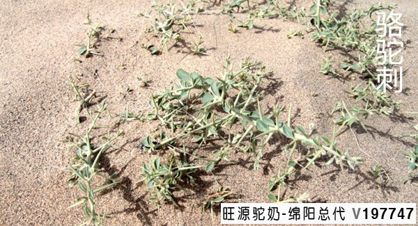 骆驼沙漠食谱大公开