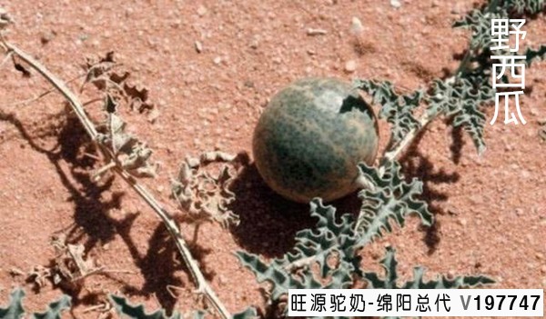 骆驼沙漠食谱大公开