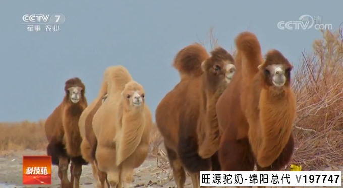 你不知道的有关骆驼奶的一些问题(一)