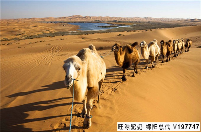 骆驼尿有大用处,你知道吗?