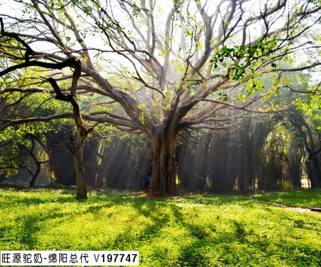 旺源骆驼奶绵阳总代理为您提供：呼吸养生，你不知道的好处