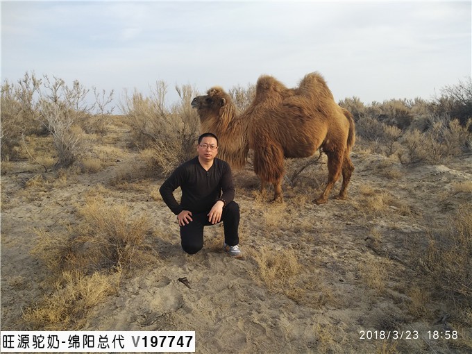 驼初乳的特点及营养功效