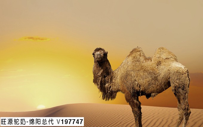 旺源骆驼奶绵阳总代理为您提供：骆驼在荒漠里是怎么生存的
