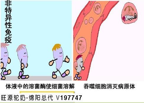 骆驼奶中的活性溶菌霉究竟是什么？