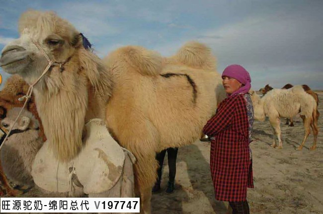 纯正有机骆驼奶的价格,骆驼奶论斤卖吗?