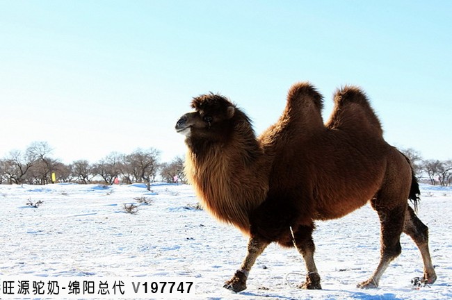 双峰骆驼与单峰骆驼的区别