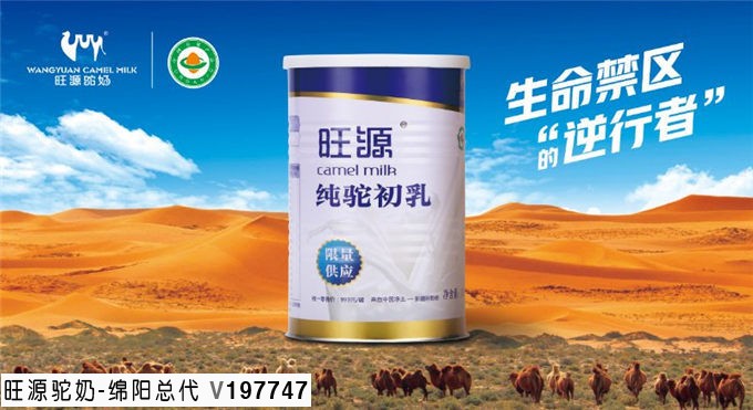 驼初乳，小骆驼嘴里抢来的奶