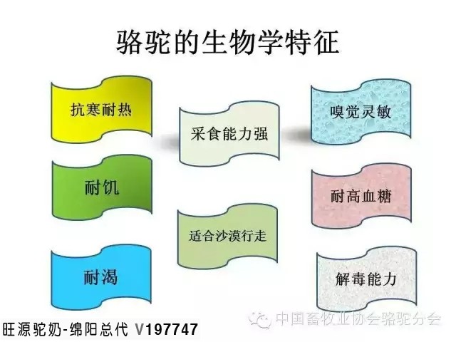 较真:长期喝驼奶会长胖吗?