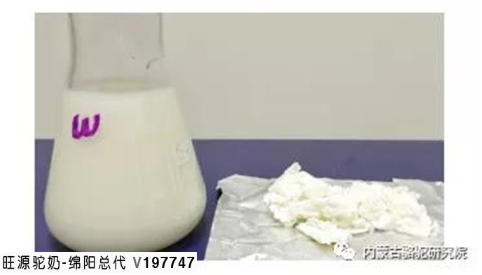 利用重组骆驼凝乳酶制作骆驼乳软质干酪