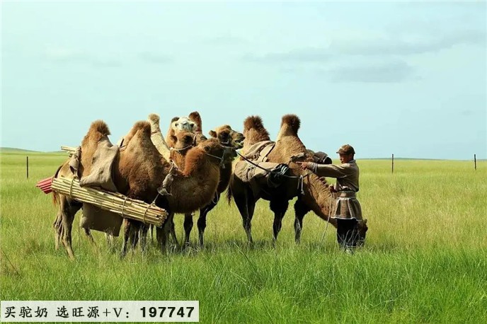 治沙养驼相结合 绿化致富齐步走