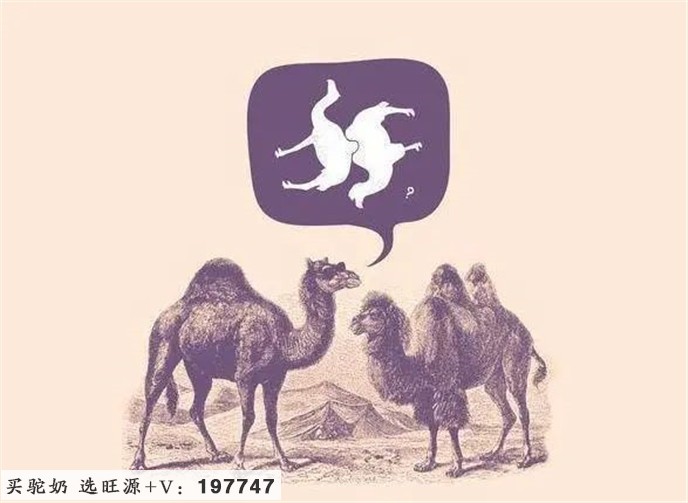 为什么抽烟喝酒的人更需要喝纯驼奶?