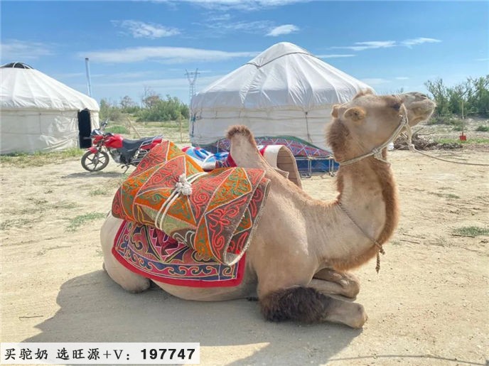 人间净土,驼奶飘香!