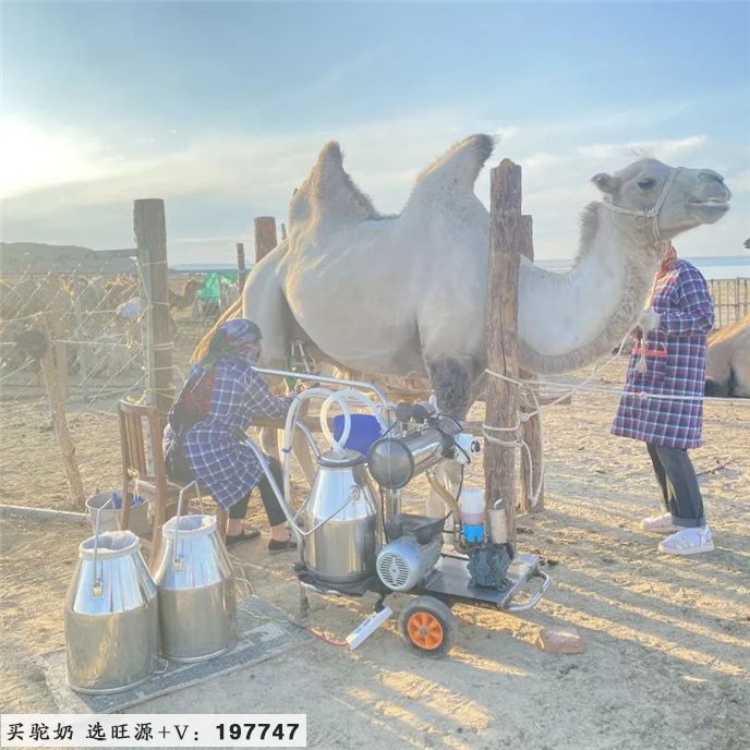 人间净土，驼奶飘香！