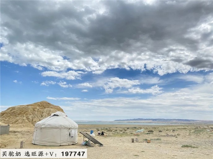 旺源驼奶是怎么选择牧场的?