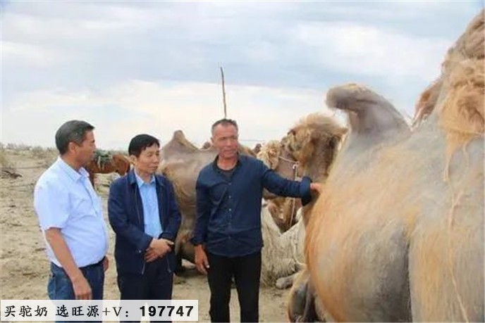 永远做牧民群众的贴心人——记自治区人大代表、新疆旺源生物科技集团董事长陈钢粮