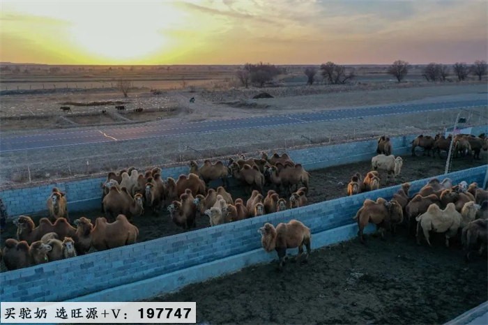 新疆福海县：“沙漠之舟”承载富裕梦想