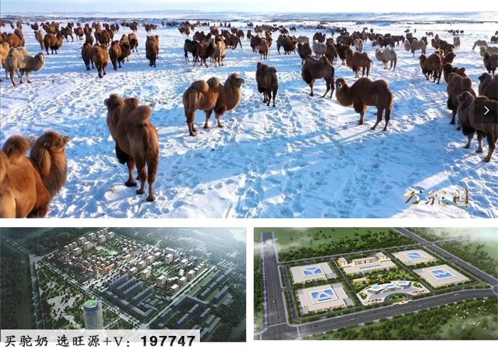 旺源万驼园牧场入选“全国奶业休闲观光牧场”