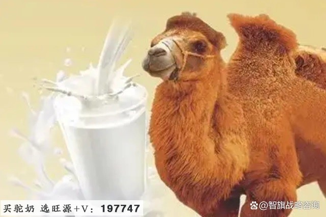 驼奶品类如何打造第一品牌?