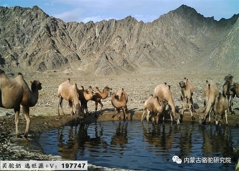 甘肃安南坝野骆驼国家级自然保护区