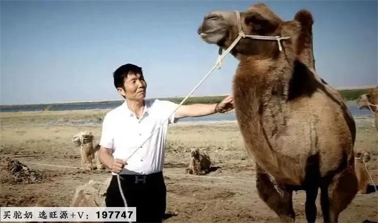 旺源驼奶 | 陈钢粮董事长荣获“新疆农业风云人物”称号!