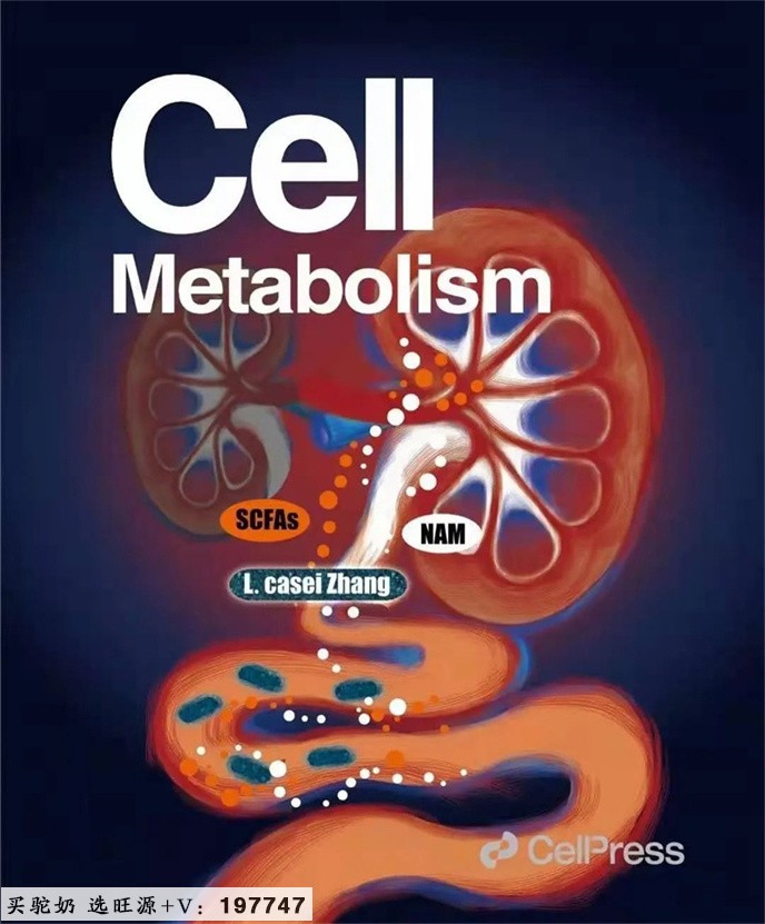 科拓生物明星菌株干酪乳杆菌Zhang的新突破:减缓肾脏疾病进展