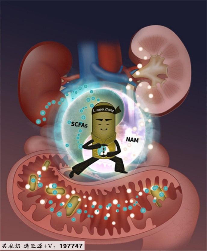 科拓生物明星菌株干酪乳杆菌Zhang的新突破:减缓肾脏疾病进展