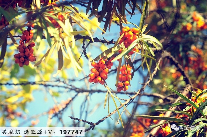 棘小生｜沙棘与人体免疫功能的提升