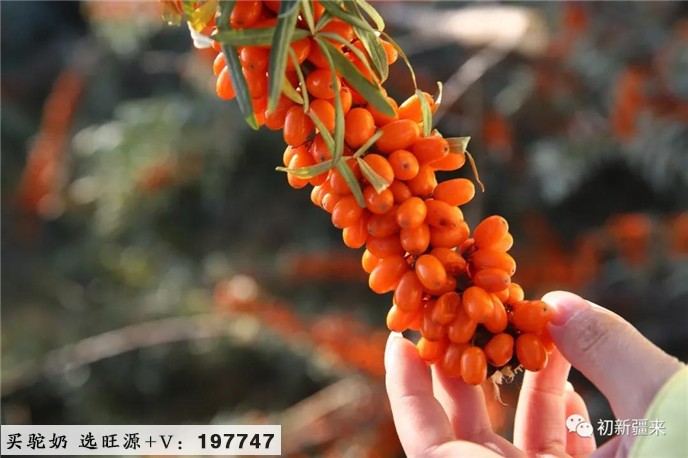 棘小生｜沙棘与人体免疫功能的提升