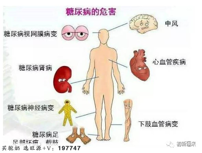 棘小生沙棘|沙棘对糖尿病的作用