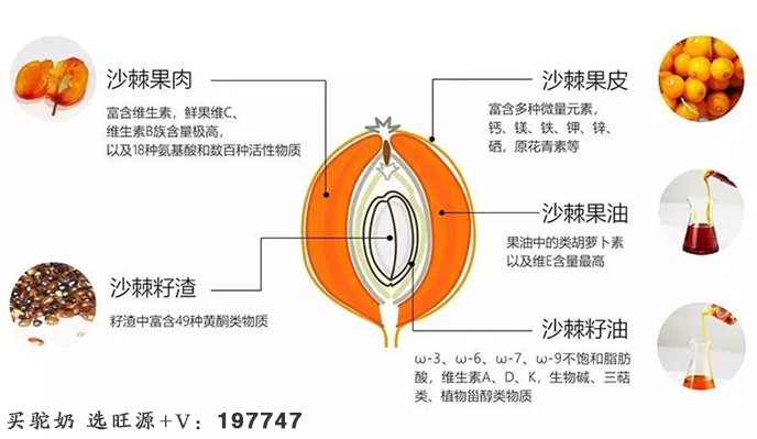 棘小生沙棘|沙棘对糖尿病的作用